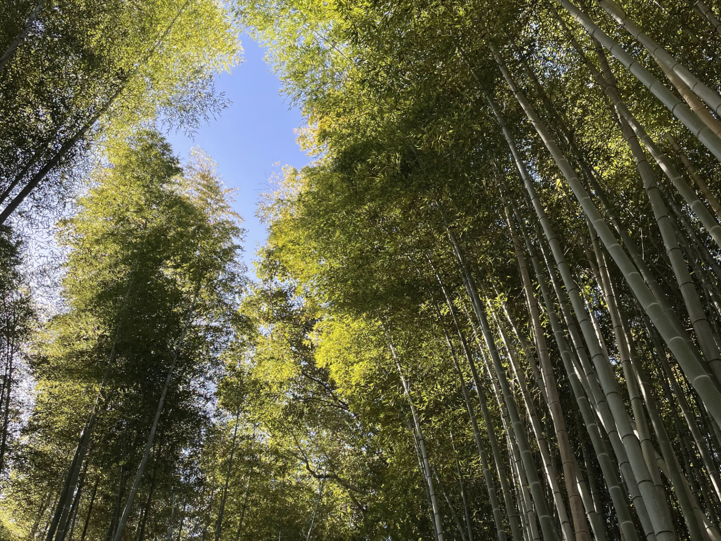 Arashiyama Bamboo Forest