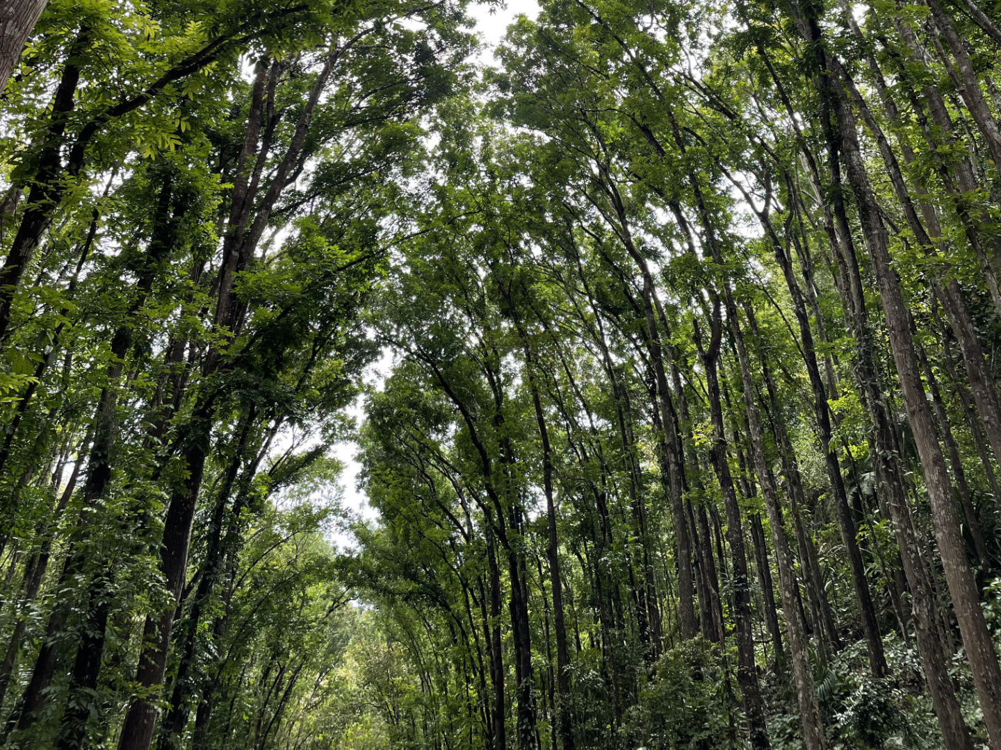 Bilar Man-Made Forest