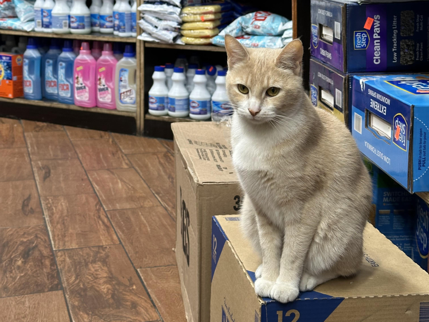 Bodega