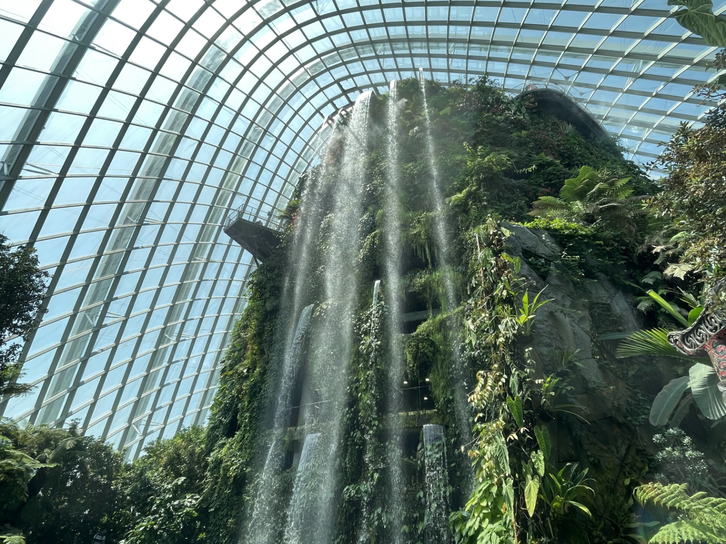 Cloud Forest
