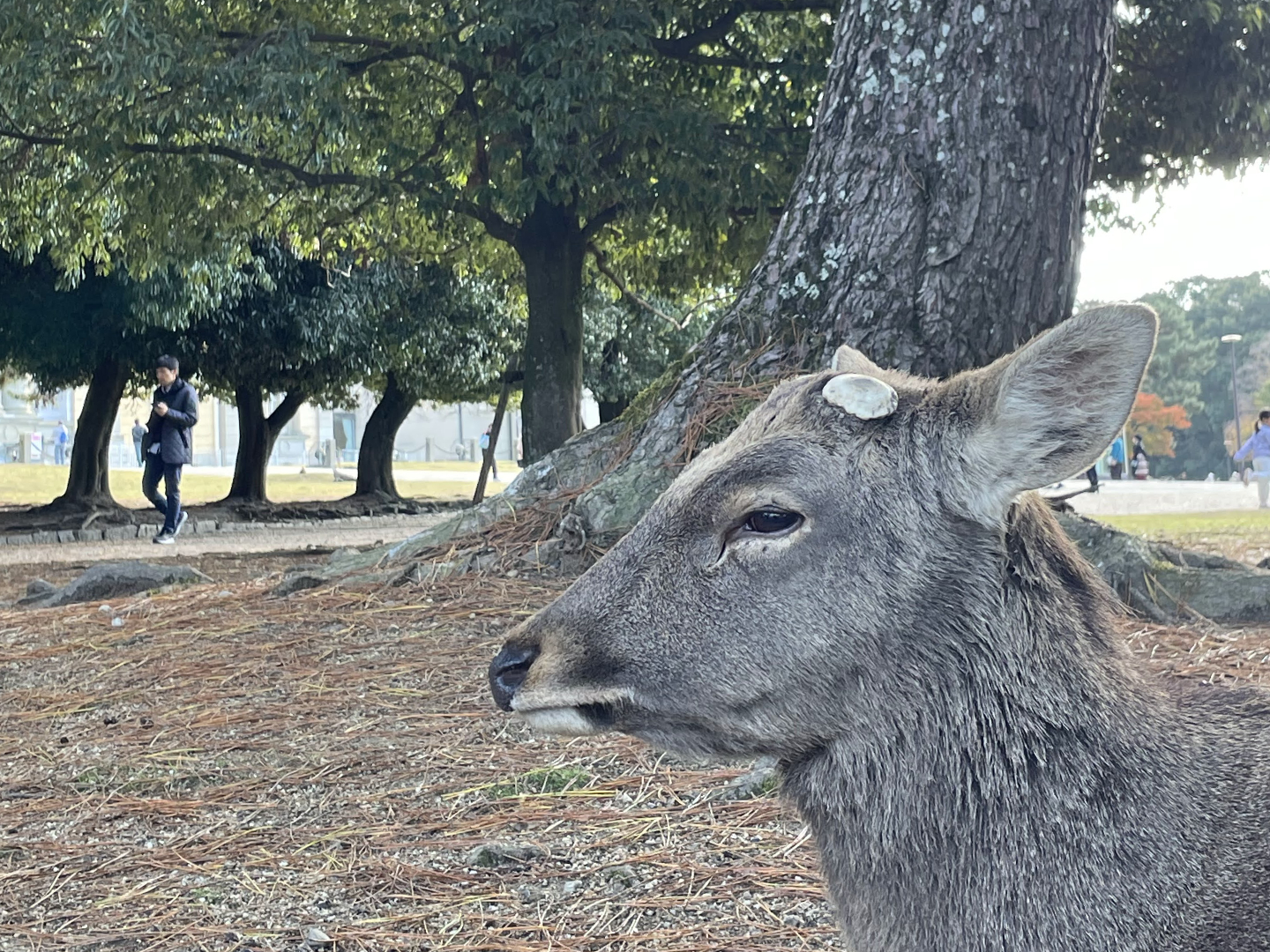 Deer Park