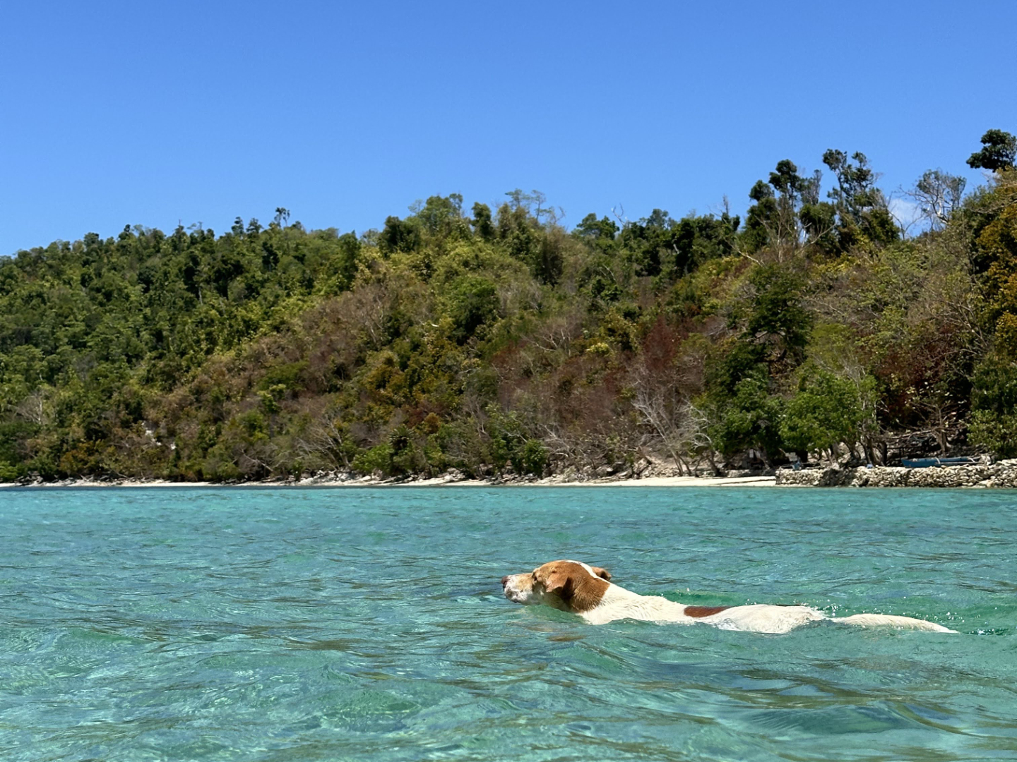 Exotic Island