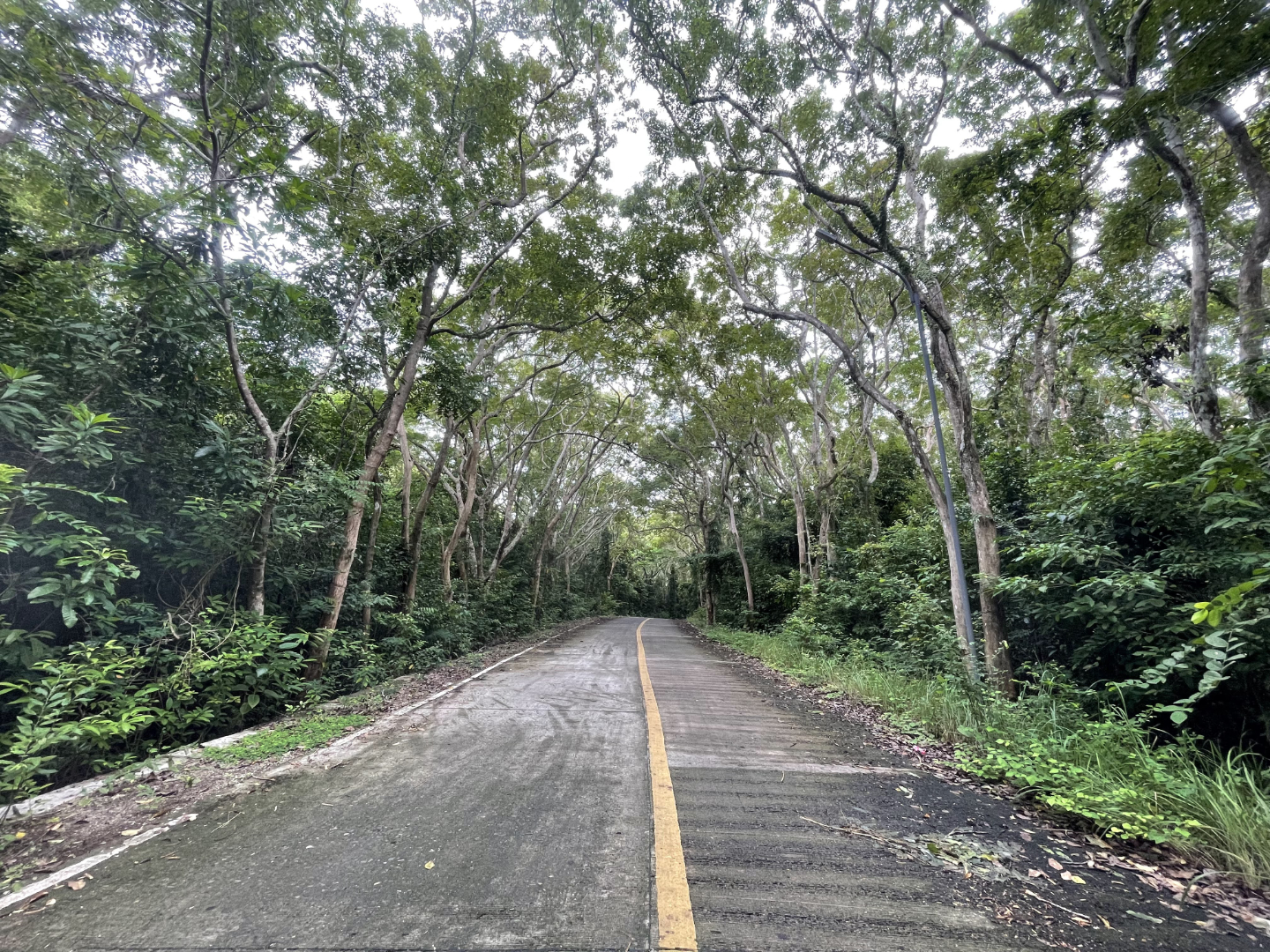 Man-made Forest