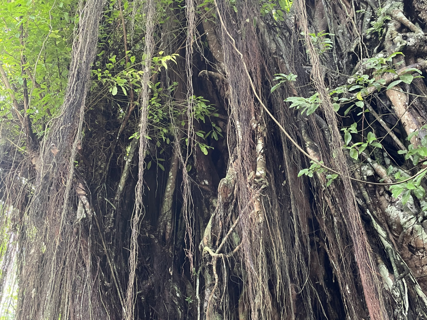 Old Enchanted Balete Tree