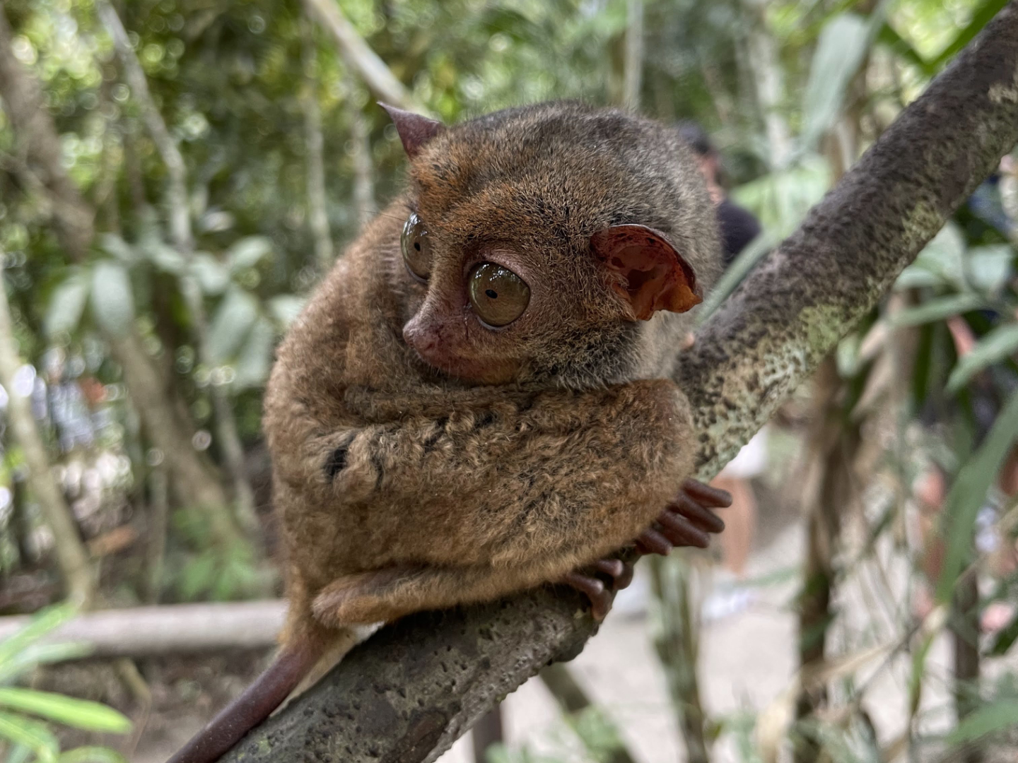 Philippine Tarsier Sanctuary