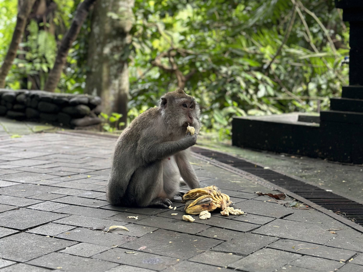 Sacred Monkey Forest Sanctuary