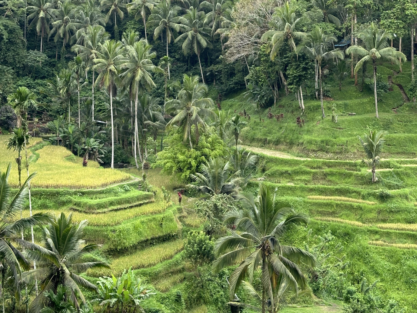 Tegallalang Rice Terrace